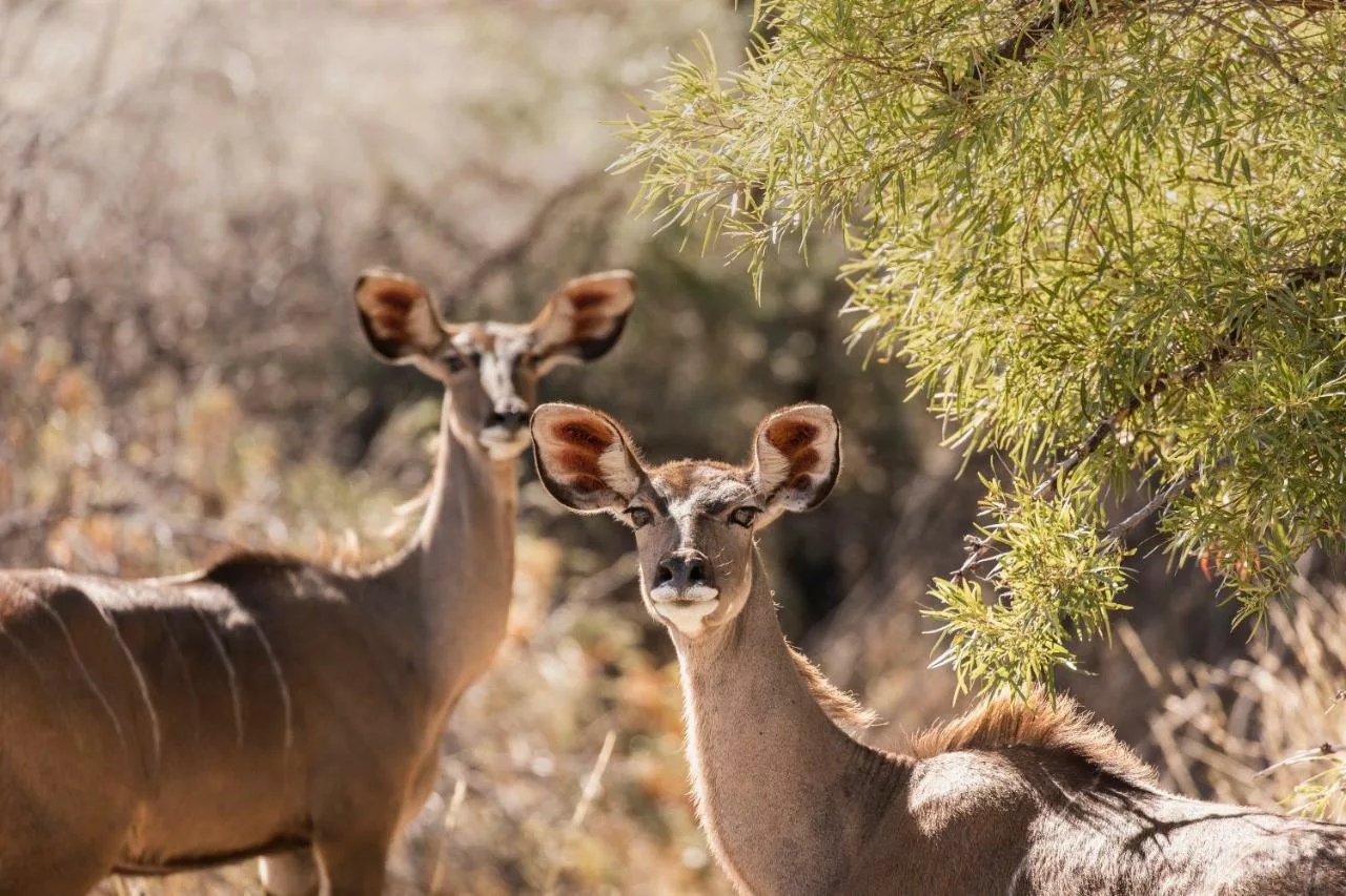 Roam Private Game Reserve