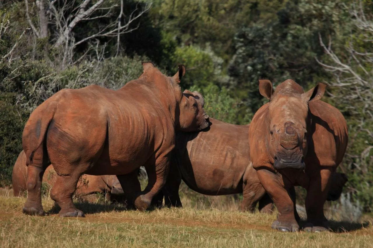 Botlierskop Private Game Reserve