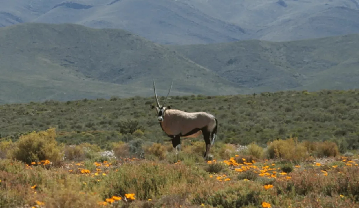 Tilney Manor Sanbona Wildlife Reserve Montagu Yuppiestay Accommodation (18)