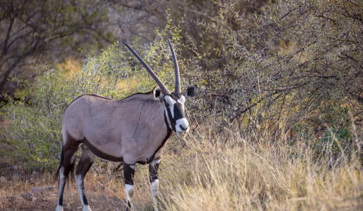 Tilney Manor Sanbona Wildlife Reserve Montagu Yuppiestay Accommodation (3)