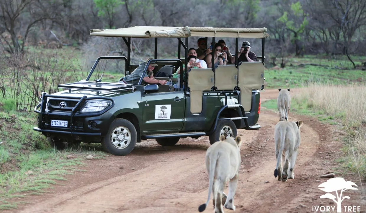 Ivory Tree Game Lodge Accommodation By Yuppiestay4