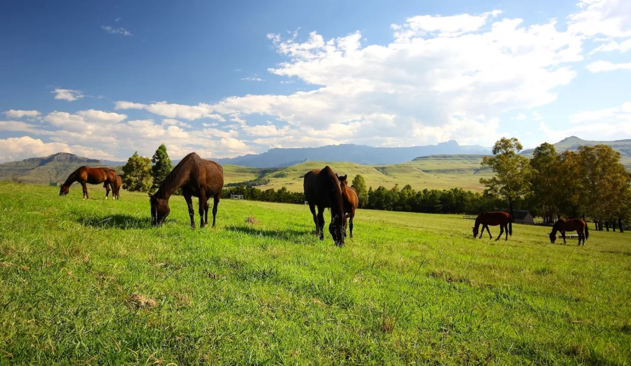 Montusi Mountain Lodge Drakensberg Accommodation Yuppietay 43