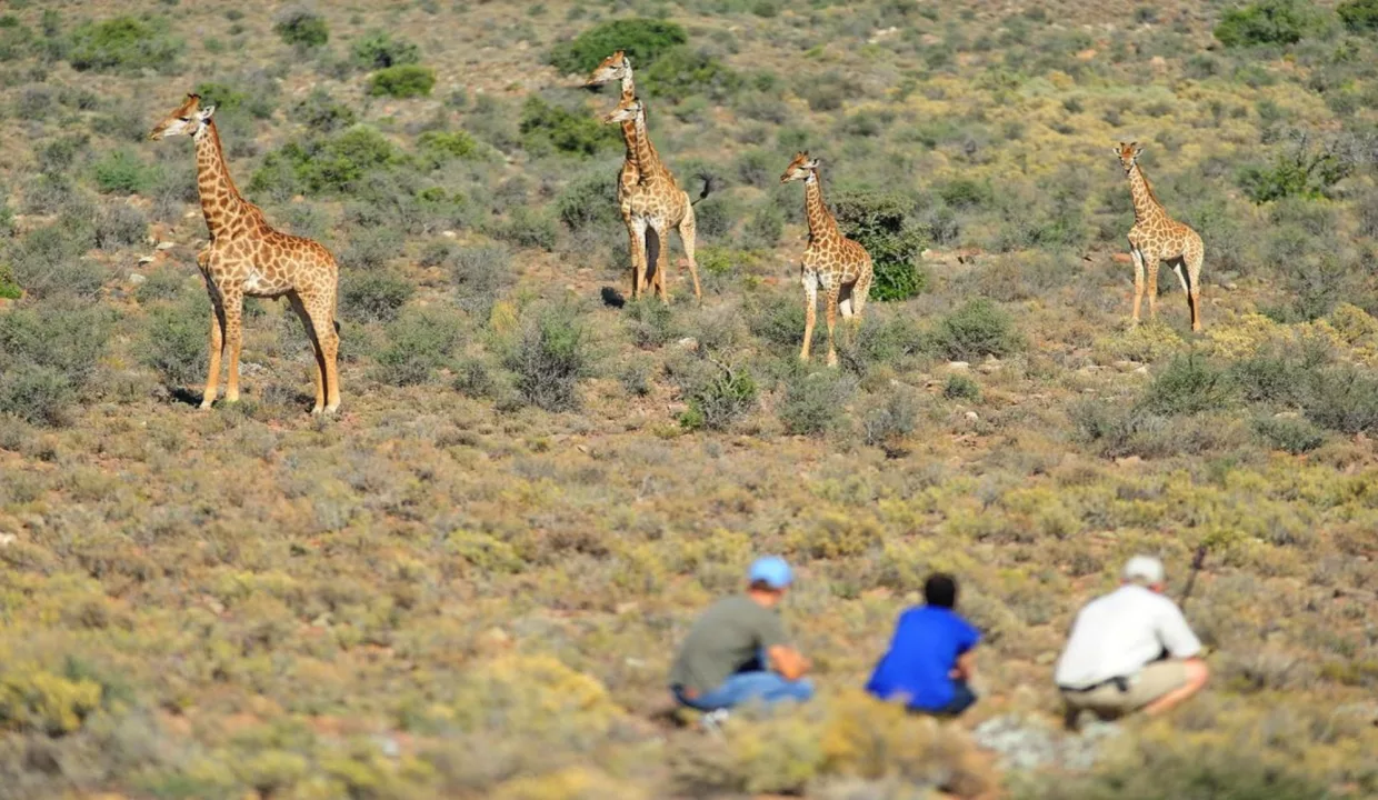 Sanbona Wildlife Reserve - Gondwana Family Lodge Accommodation Yuppiestay 19