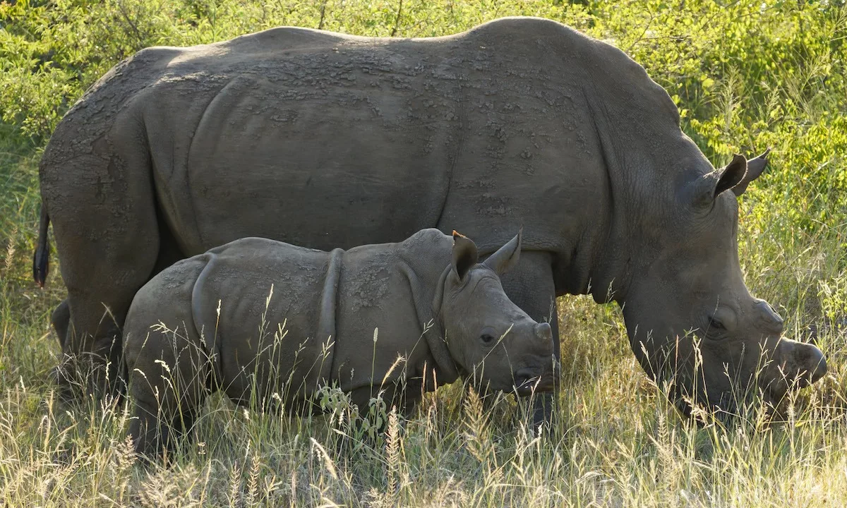 Makalali Main Lodge Makalali Private Game Reserve, Hoedspruit Yuppiestay Accommodation (23)