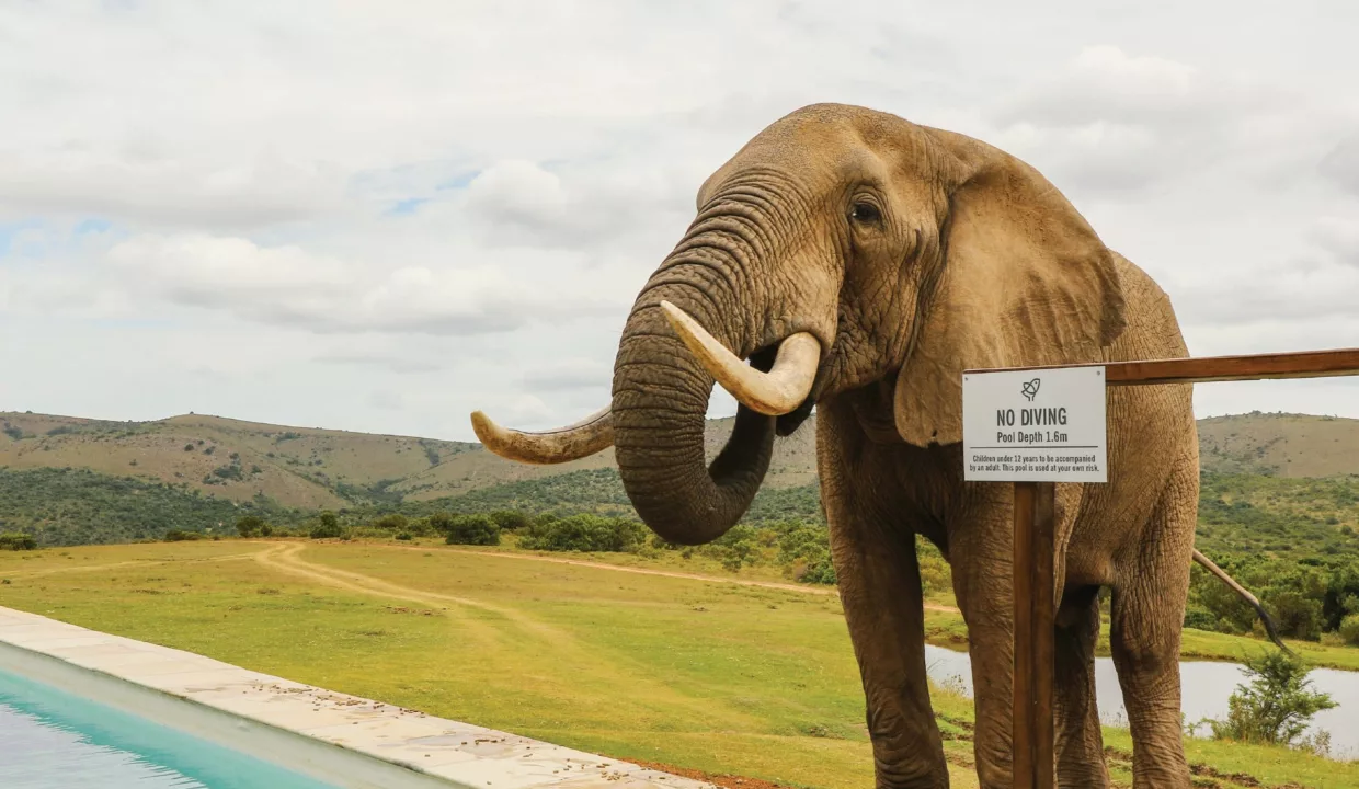 Barefoot Addo Elephant Villa Eastern Cape Yuppiestay Accommodation (1)