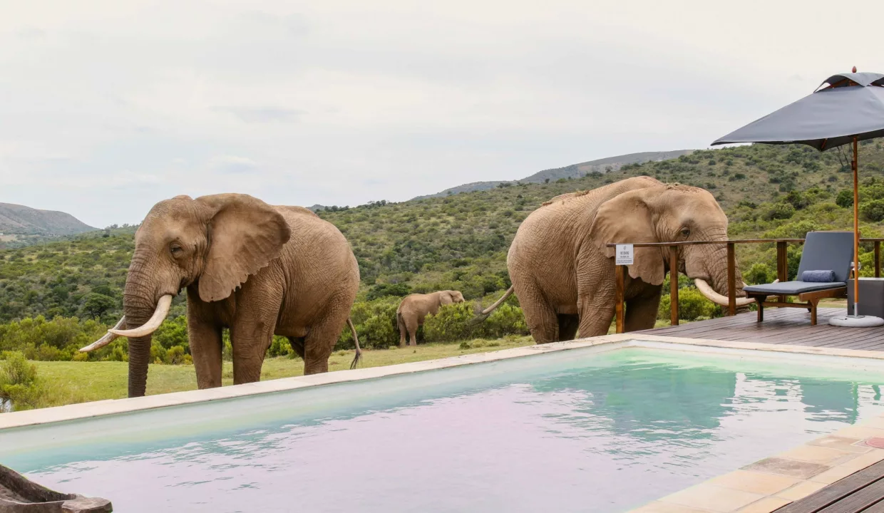 Barefoot Addo Elephant Villa Eastern Cape Yuppiestay Accommodation (16)