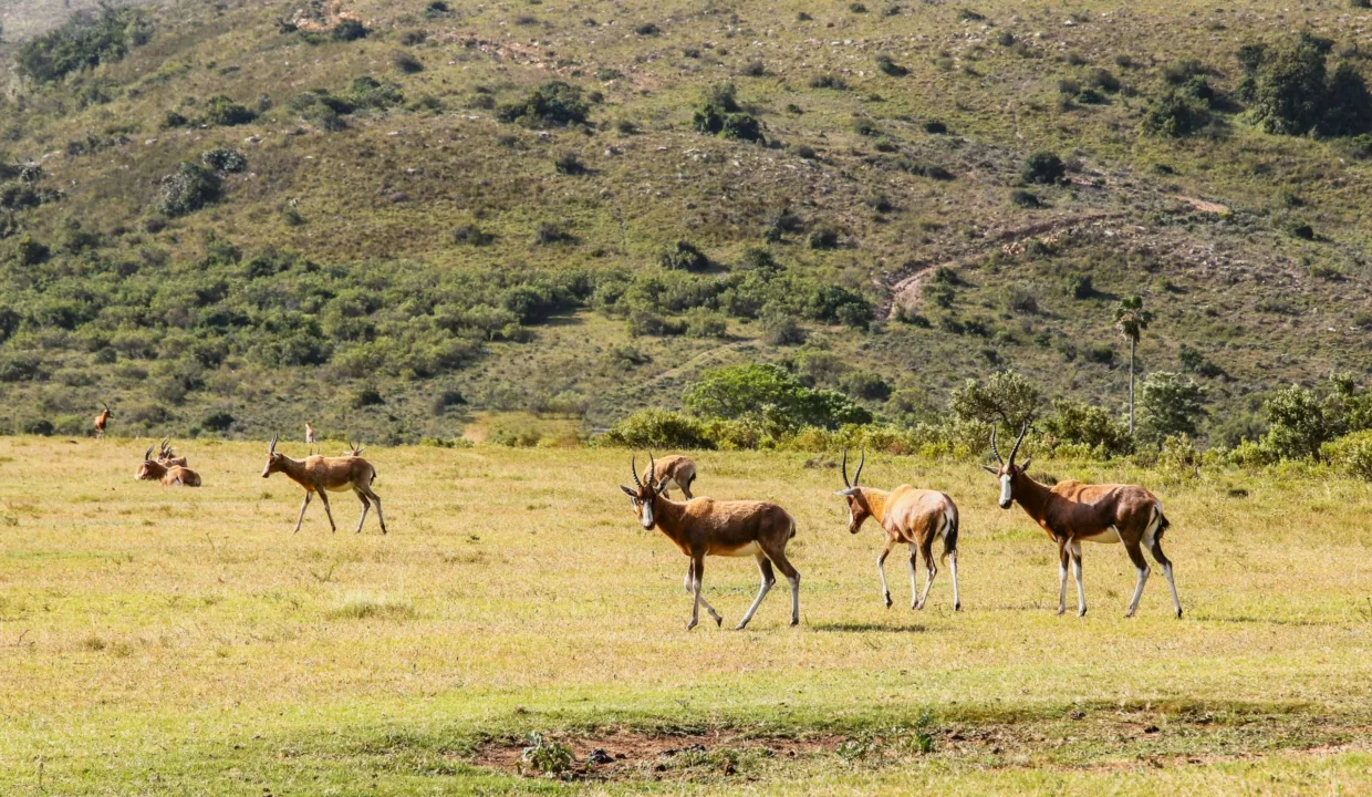 Barefoot Addo Elephant Villa Eastern Cape Yuppiestay Accommodation (33)