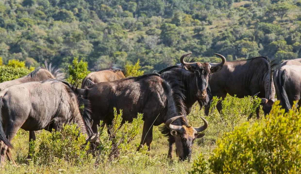 Barefoot Addo Elephant Villa Eastern Cape Yuppiestay Accommodation (34)