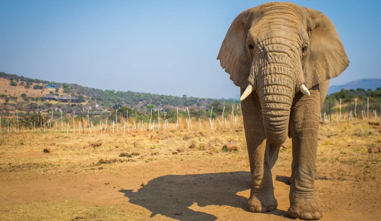 Askari Game Lodge and Spa (39 of 83)