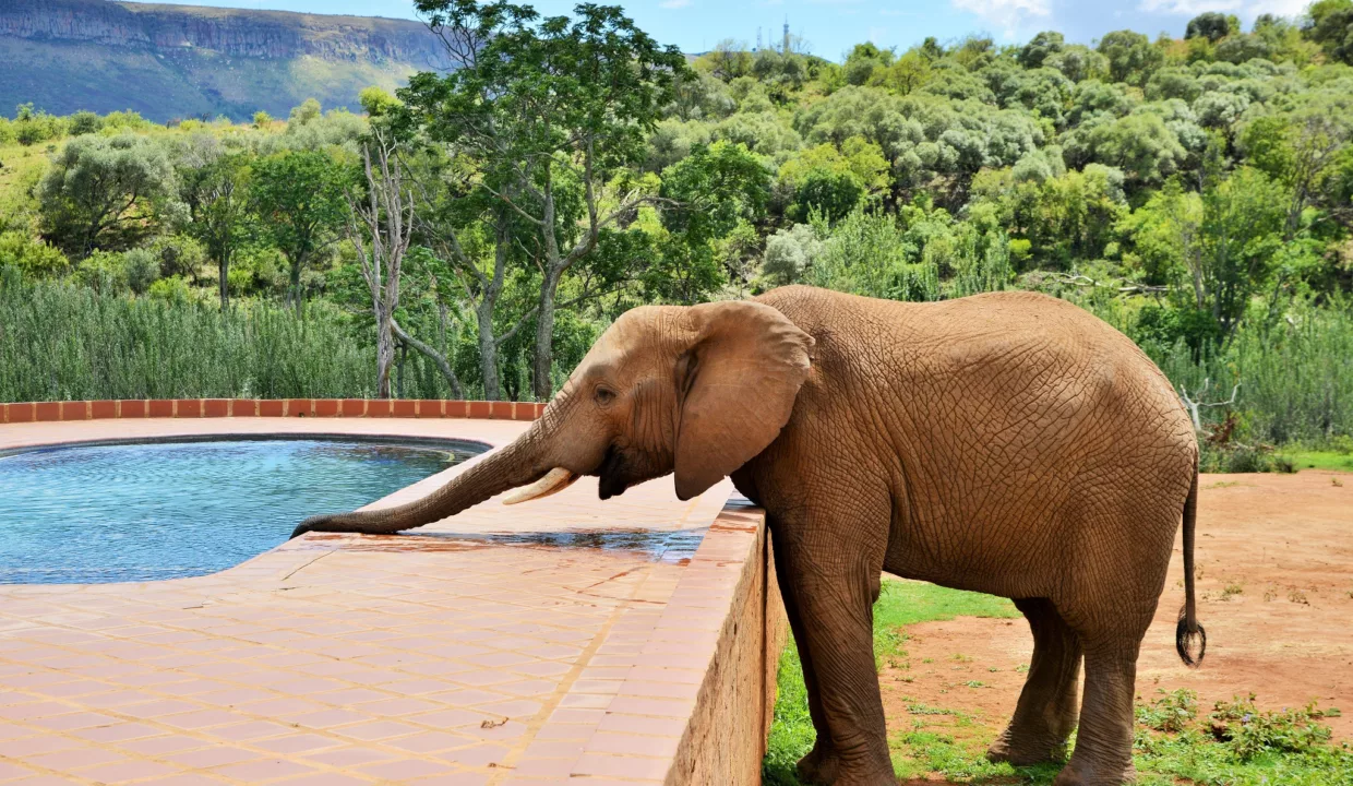 Askari elephant